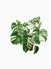 Monstera Variegata (zum aussuchen)